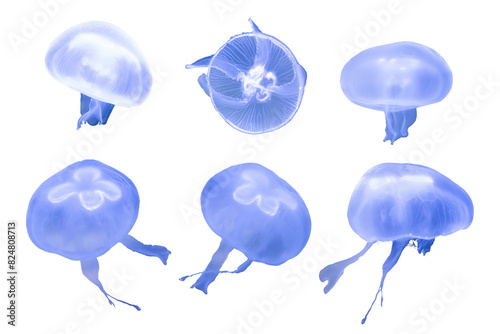 cutout of jellyfish isolated transparent png