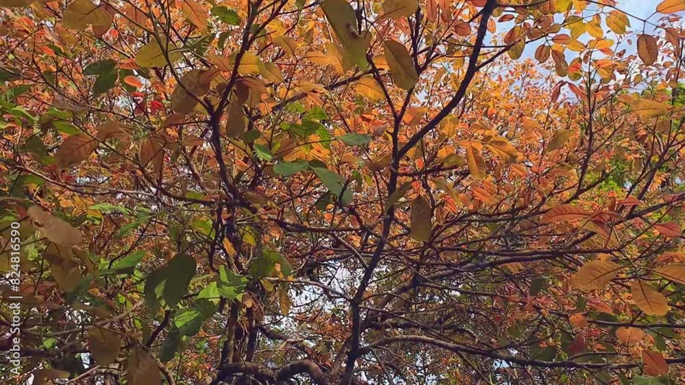 Red new leaves on the branches of deciduous tree in asian subtropical forest in early rainy season. Red new leaves on the branches of deciduous tree in asian subtropical forest in early rainy season.