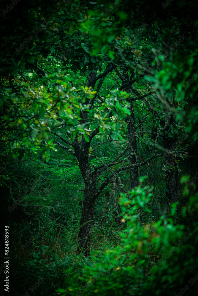 Jungle trees . Green forest . Jungle at morning . Fog in forest .Woods . Green summer colors . Jungle Jungle trees . Green forest . Jungle at morning . Fog in forest .Woods . Green summer colors . Jungle