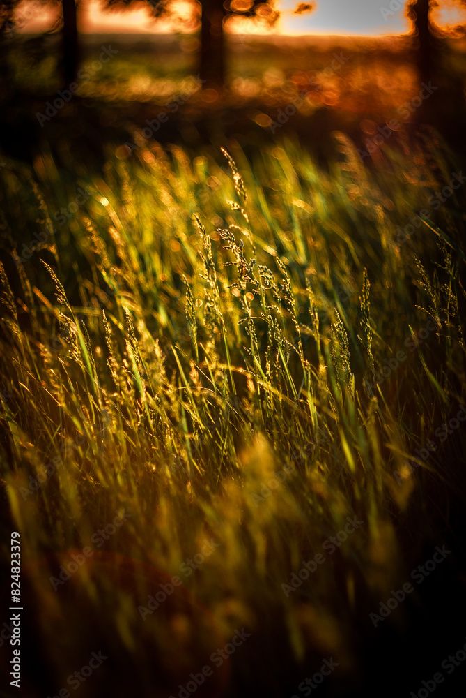 Green grass and sunlights. Golden sun . Plants in forest Green grass and sunlights. Golden sun . Plants in forest