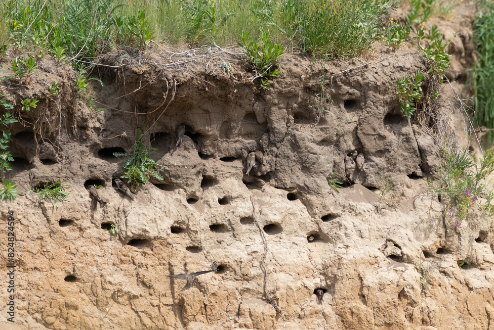 Sand martin, Riparia riparia. A colony of birds in the steep slopes of a sand pit Sand martin, Riparia riparia. A colony of birds in the steep slopes of a sand pit