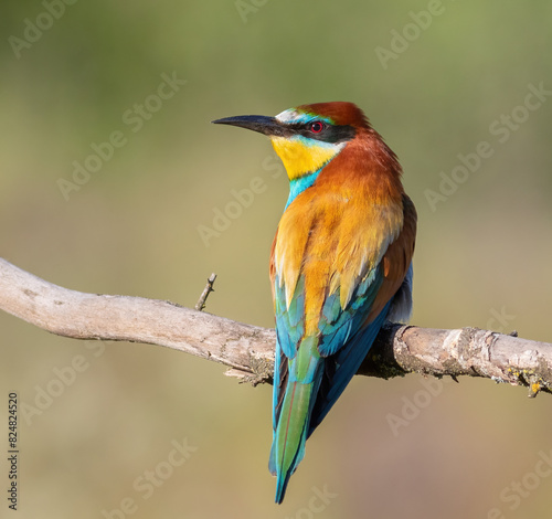 European bee-eater, merops apiaster. A bird sitting on a branch on a beautiful flat background