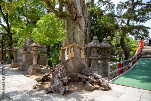 Alter heiliger Baum mit traditionellem Shimenawa-Seil und Steinlaternen in einer japanischen Tempelanlage mit roter Brücke