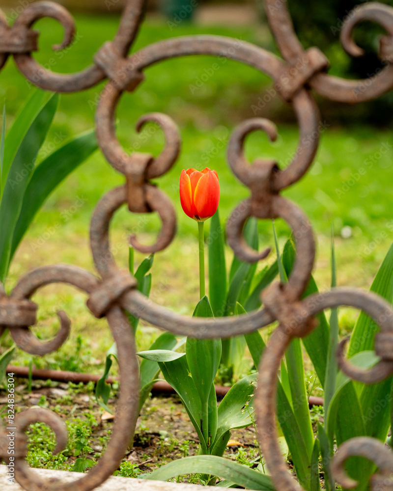 Red tulip seen from behind the fence. Red tulip seen from behind the fence.