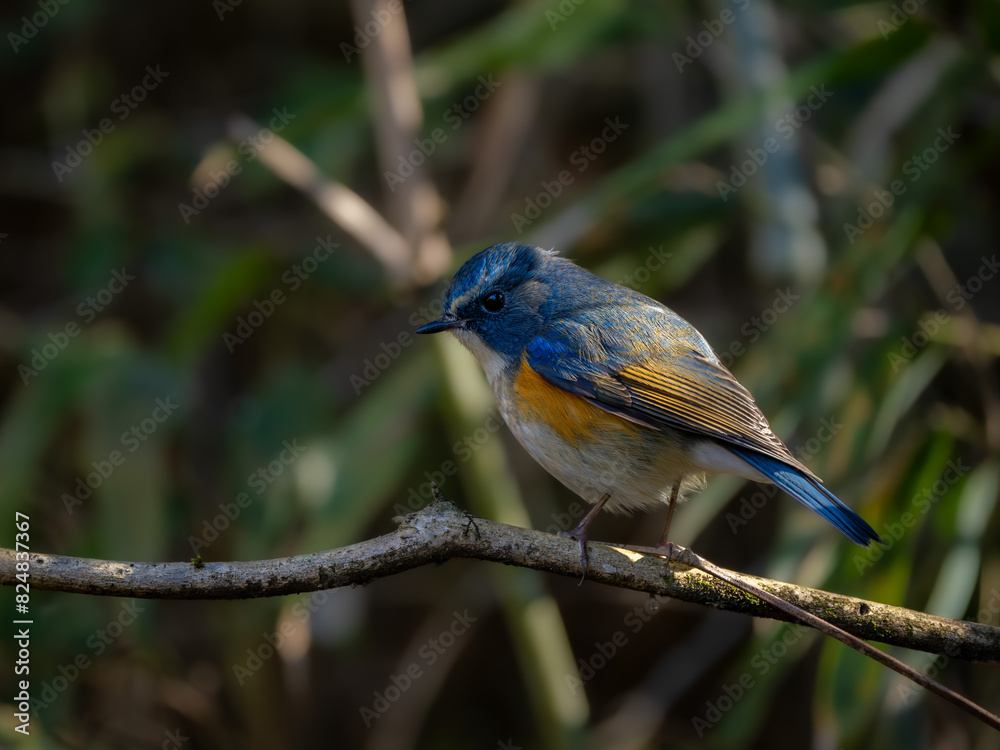 Naklejka premium 森の中で枝に留まっているルリビタキの雄