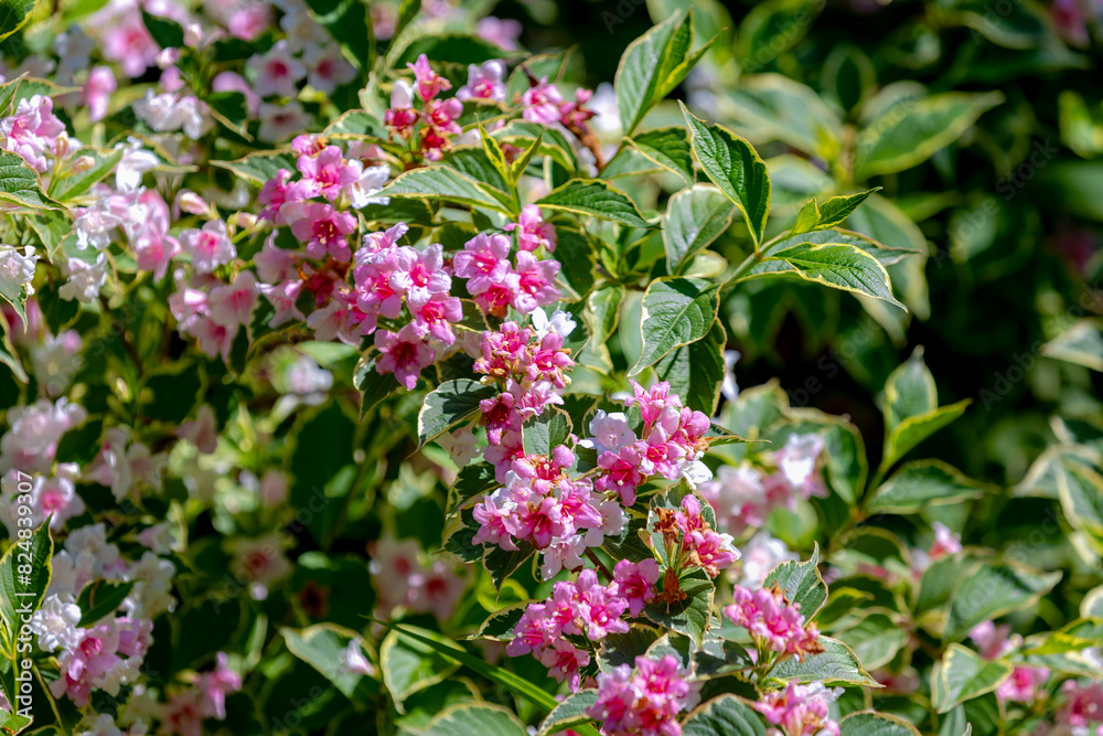 Selective focus of white pink flowers with green leaves in the garden, Weigela is a genus of species of deciduous shrubs in the family of Caprifoliaceae, Nature floral pattern background. Selective focus of white pink flowers with green leaves in the garden, Weigela is a genus of species of deciduous shrubs in the family of Caprifoliaceae, Nature floral pattern background.