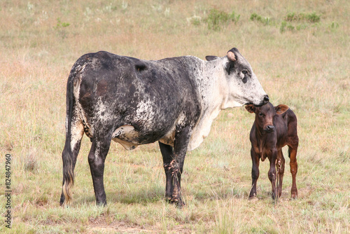 Brown and white Nguni cow and calve, short grass © BJP7images