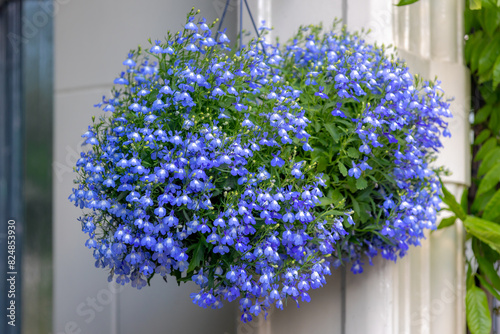 Selective focus of small tiny light blue flowers with green leaves hanging on balcony, Lobelia erinus is a species of flowering plant in the bellflower family Campanulaceae, Natural floral background.