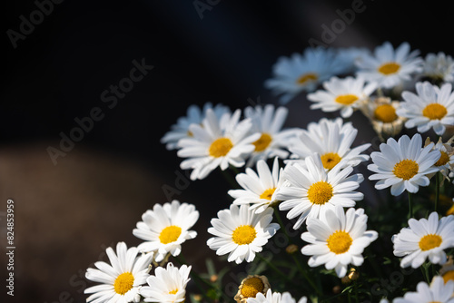 Selective focus of white flowers Leucanthemum maximum in the garden, Shasta daisy is a commonly grown flowering herbaceous perennial plant with the classic daisy appearance, Nature floral background. © Sarawut