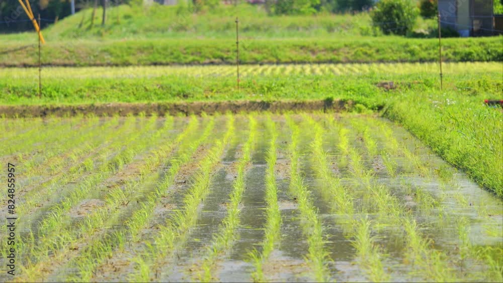 beautiful rice plants in gorgeous paddy field beautiful rice plants in gorgeous paddy field