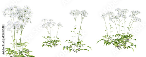 Set of valerian - valeriana officinalis plant isolated on transparent background with selective focus close-up. 3D render.