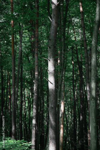 Forest background , vertical shot . Nature concept