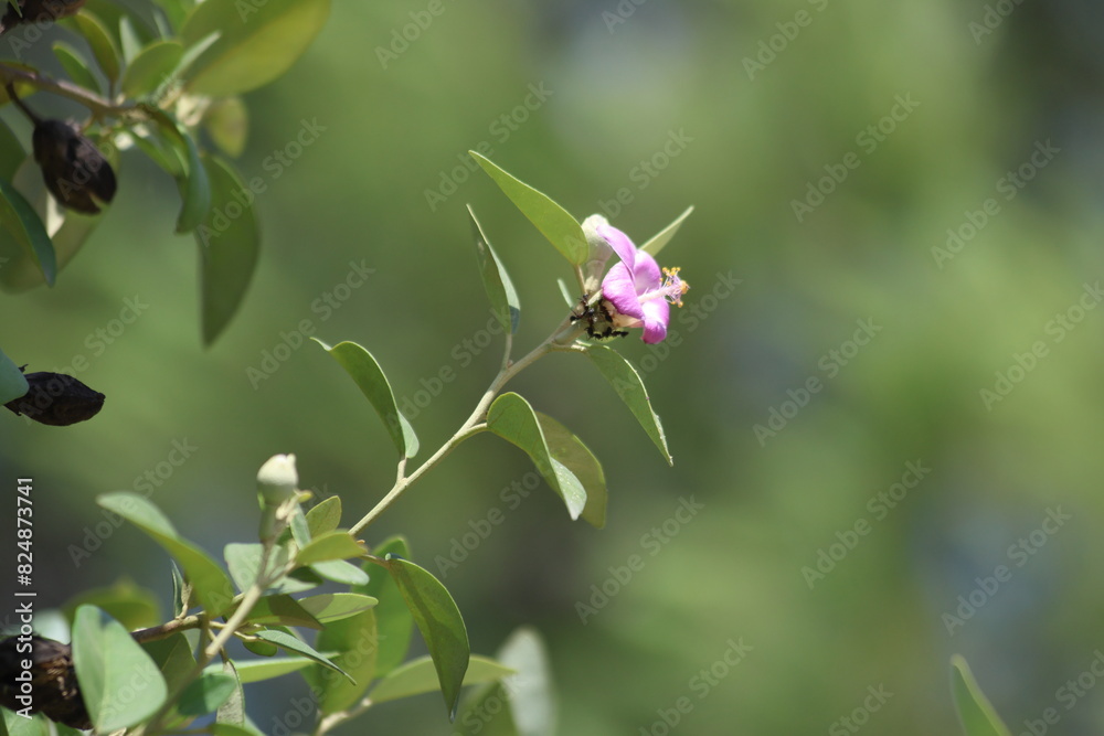 Lagunaria patersonia is a species of tree in the family Malvaceae.