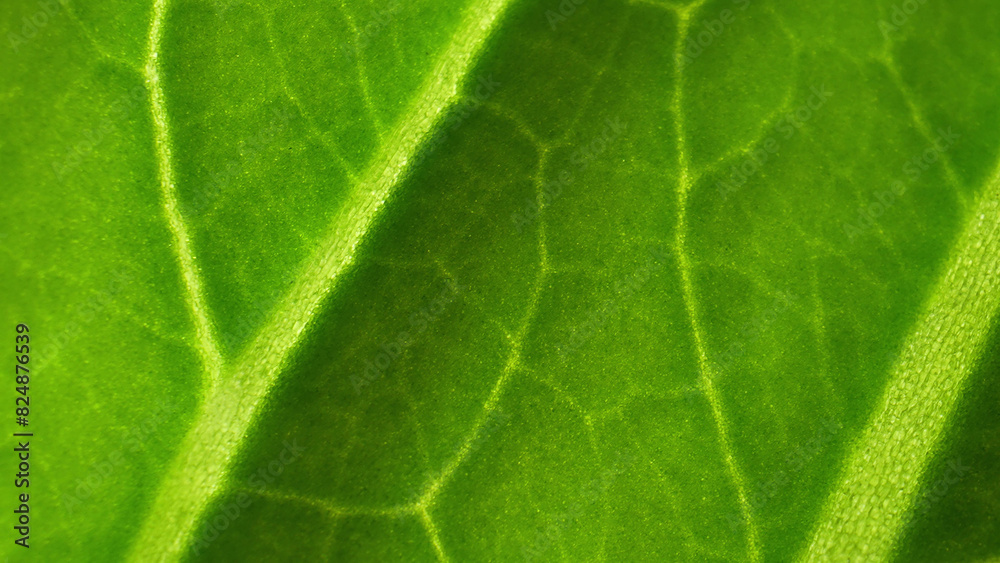 Explore the mesmerizing world of fresh green leaf vegetables in stunning macro. Witness the delicate veins and vibrant hues up close. Bok choy leaves background.
Explore the mesmerizing world of fresh green leaf vegetables in stunning macro. Witness the delicate veins and vibrant hues up close. Bok choy leaves background.