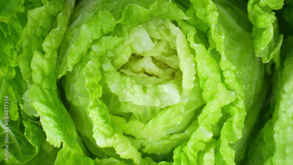 Lush and Vivid - fresh green leafy vegetables (Chinese cabbage leaf) come to life with vibrant shades of green, showcasing every delicate vein and dewdrop, a mesmerizing symphony of nature's beauty.
Lush and Vivid - fresh green leafy vegetables (Chinese cabbage leaf) come to life with vibrant shades of green, showcasing every delicate vein and dewdrop, a mesmerizing symphony of nature's beauty.