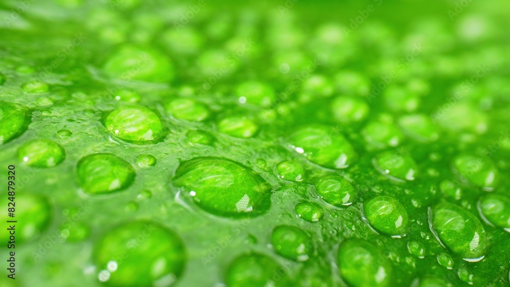 Explore the mesmerizing world of water drops on wet green leaves in this close-up macro. Witness the intricate beauty of glistening droplets as they dance and reflect the surrounding world.
Explore the mesmerizing world of water drops on wet green leaves in this close-up macro. Witness the intricate beauty of glistening droplets as they dance and reflect the surrounding world.