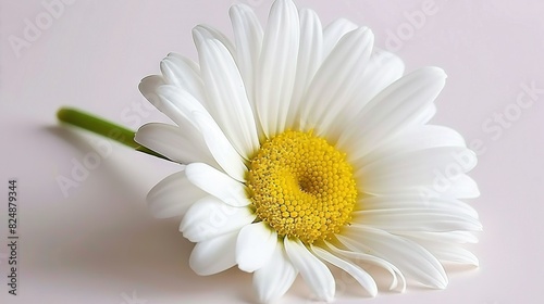   A close-up of a white flower with a yellow center and a green stem protruding from its middle