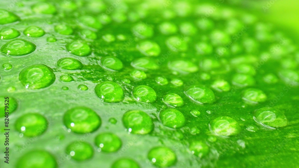 A macro marvel unfolds as sparkling water drops dance on wet, vibrant leaves. A tiny world of wonder captured. Plant concept. Green background.
A macro marvel unfolds as sparkling water drops dance on wet, vibrant leaves. A tiny world of wonder captured. Plant concept. Green background.