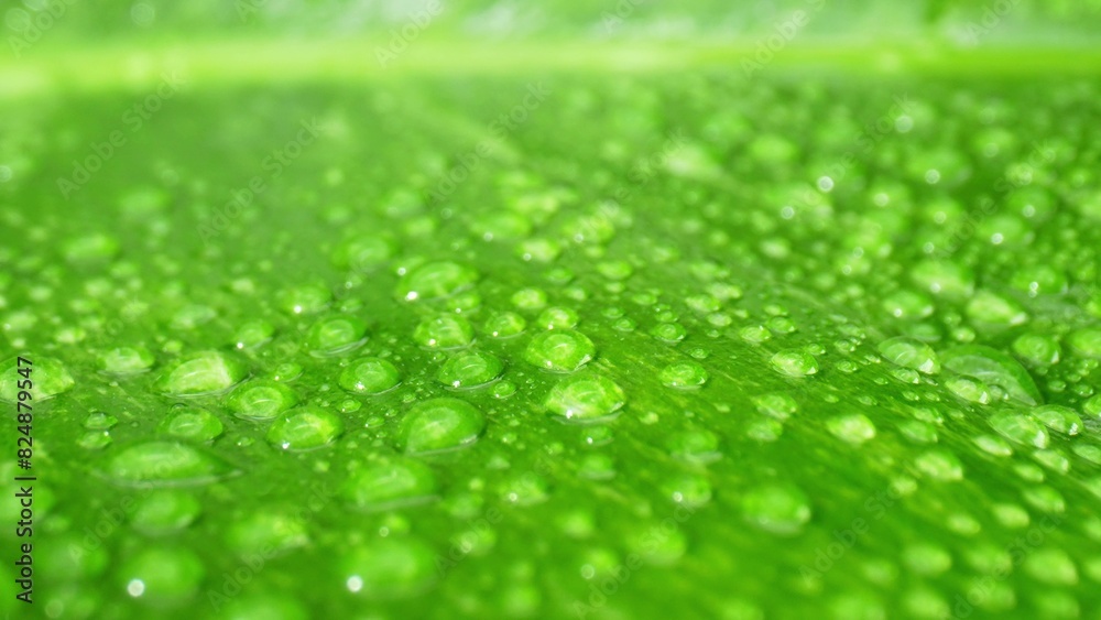 A close-up spectacle of sparkling water droplets dancing atop wet, vibrant leaves. Nature's microcosm unveiled in shimmering detail. Natural wonders concept. Green leaf background.
A close-up spectacle of sparkling water droplets dancing atop wet, vibrant leaves. Nature's microcosm unveiled in shimmering detail. Natural wonders concept. Green leaf background.