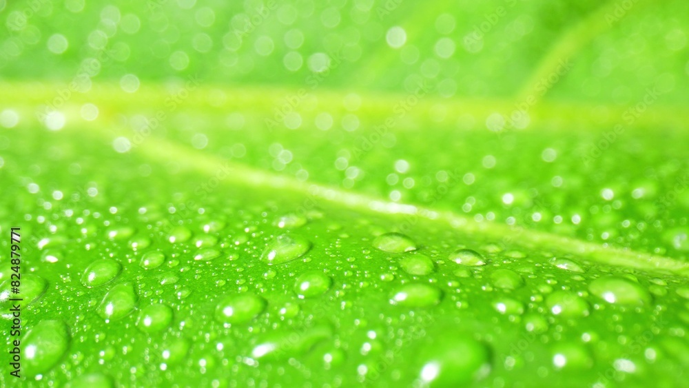Glistening water drops cling to lush, verdant leaves in a mesmerizing macro close-up, creating a captivating symphony of nature's beauty. Natural wonders concept. Green background. 
