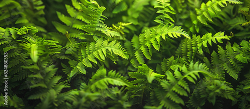 Bio background with a close-up of a vibrant green fern. 32k  full ultra HD  high resolution.