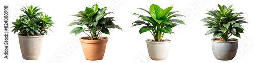 Four potted plants of different sizes and colors photo