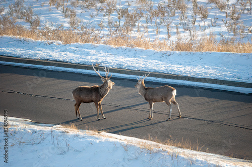野生の動物、エゾシカが占領する北海道の道路
