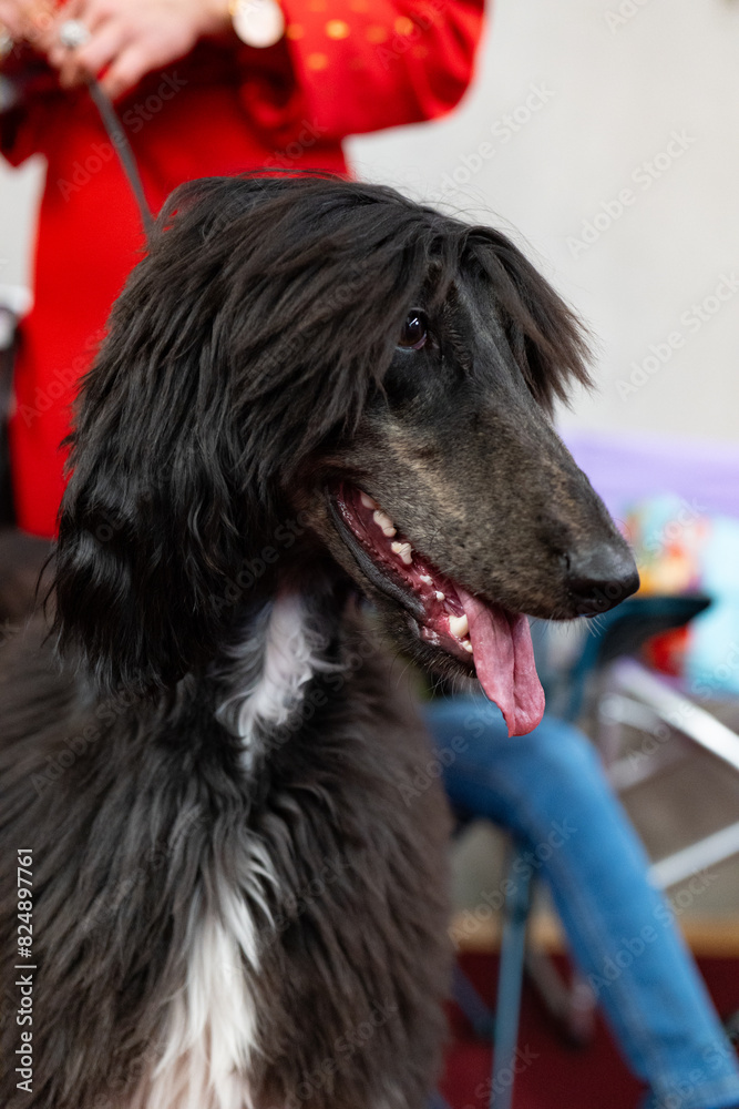 Black Afghan hound dog in a grooming salon, close-up Black Afghan hound dog in a grooming salon, close-up