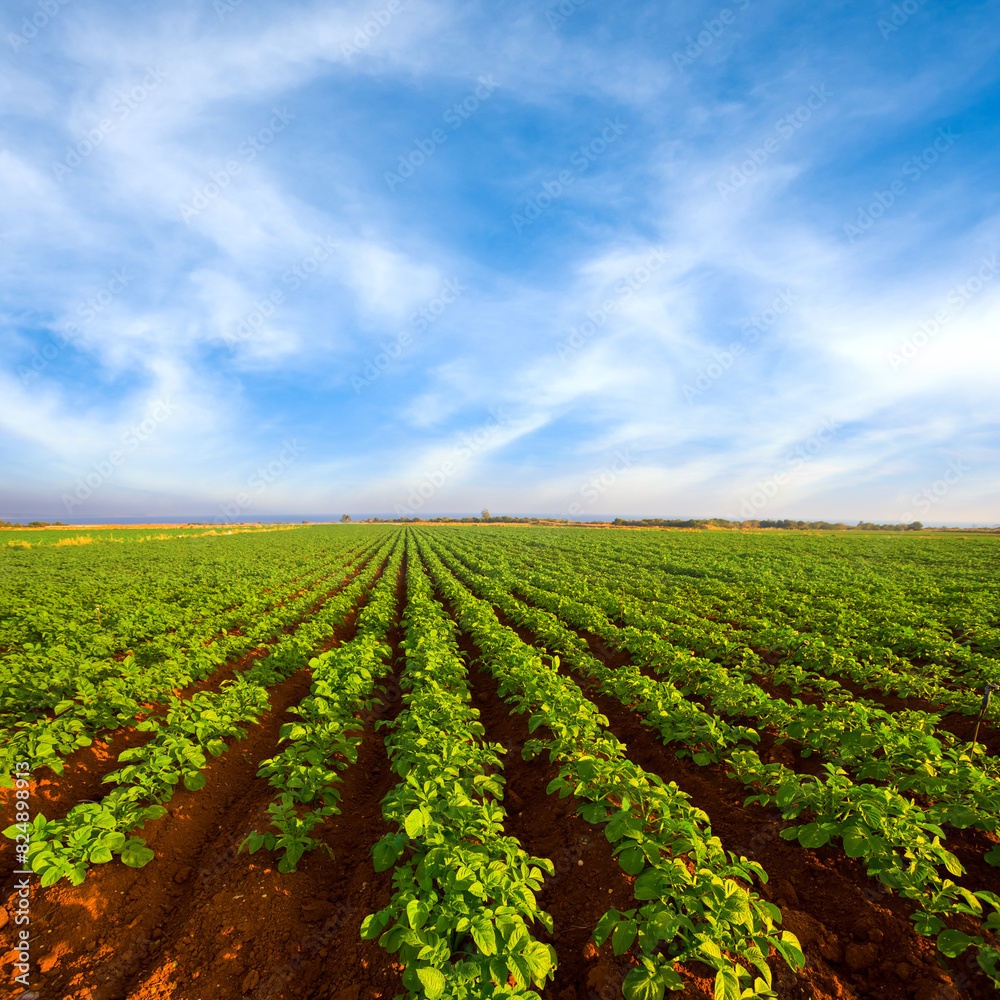 wide potato field under a blue cloudy sky