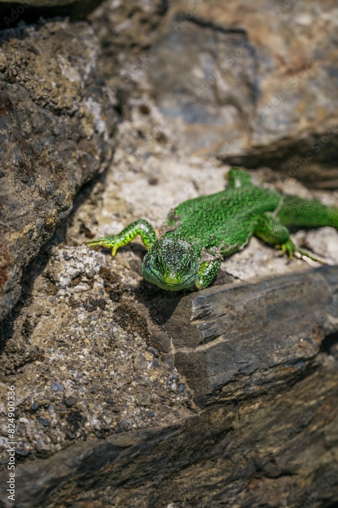 Detail of a specimen of a common lizard (Podarcis muralis) a species of lizard with a wide distribution in some rocks in the mountains. The European green lizard (Lacerta viridis). Detail of a specimen of a common lizard (Podarcis muralis) a species of lizard with a wide distribution in some rocks in the mountains. The European green lizard (Lacerta viridis).