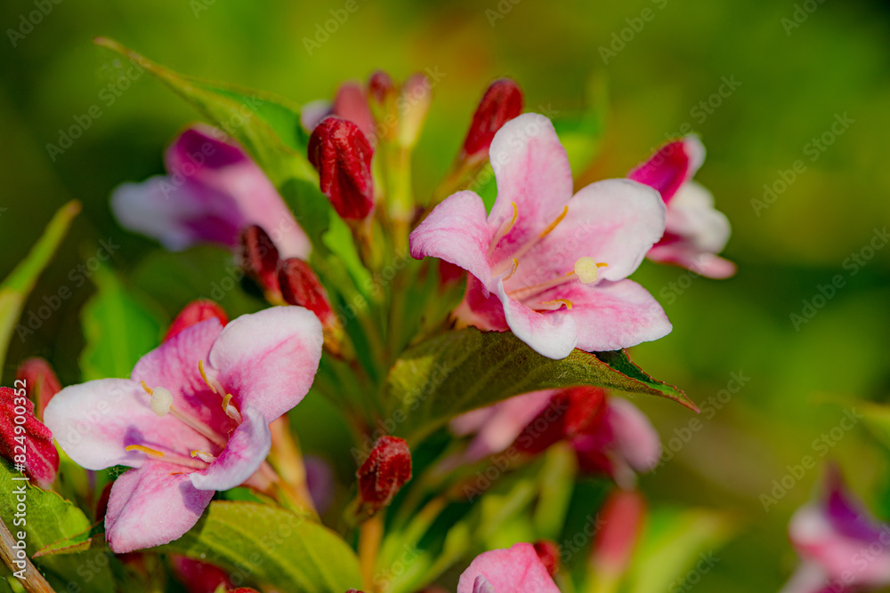 Beautiful ribbons blooming in the fields in spring