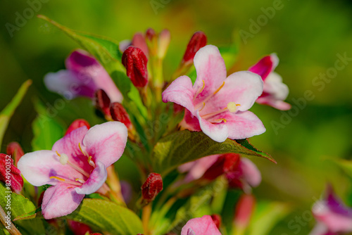 Beautiful ribbons blooming in the fields in spring