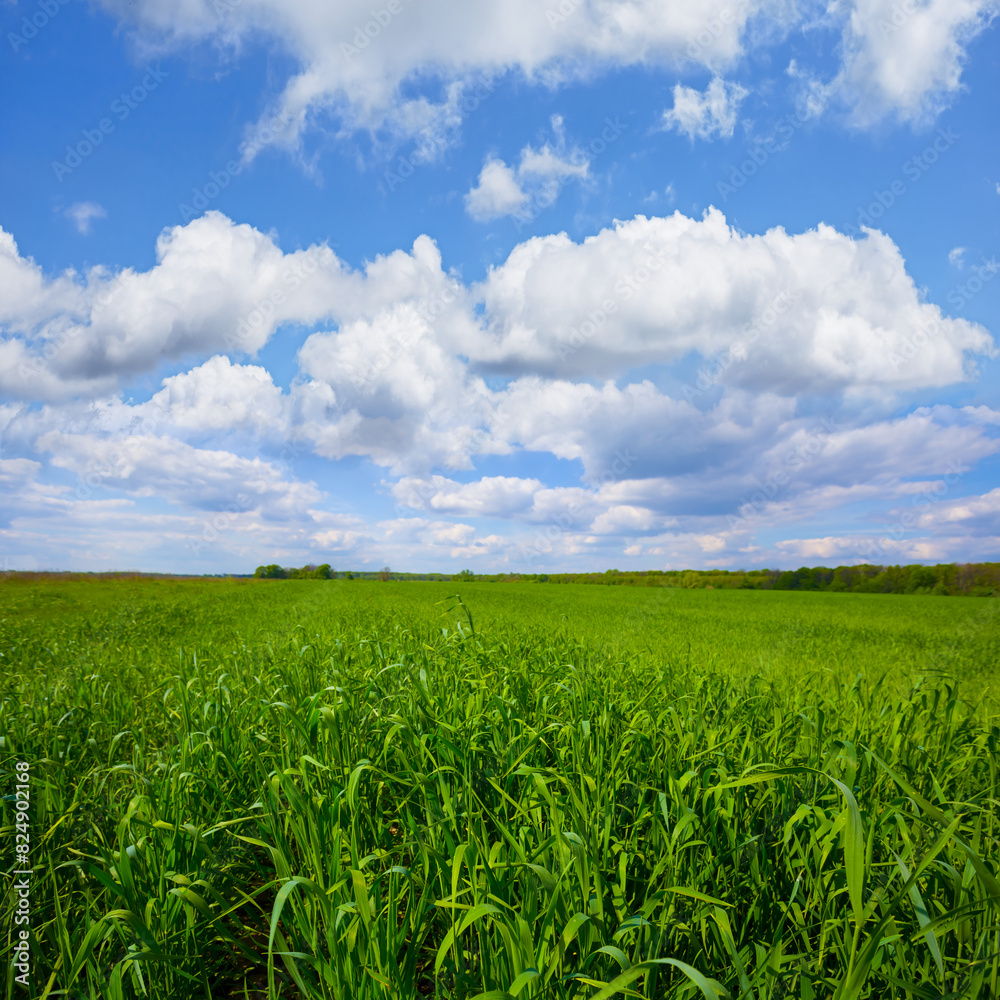Fototapeta premium green rural field under blue cloudy sky, summer agricultural scene