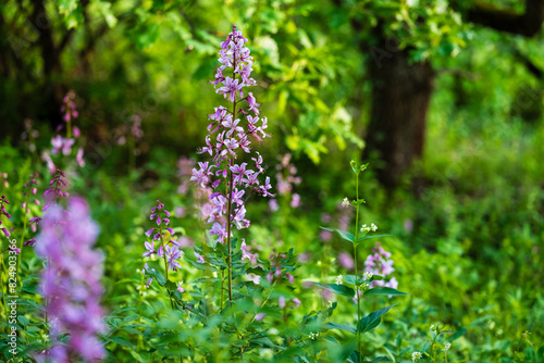 La floraison des fraxinelles sur le Mont de Sigolsheim, Alsace, CeA, Grand Est, France photo