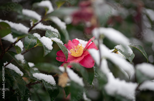 雪と椿