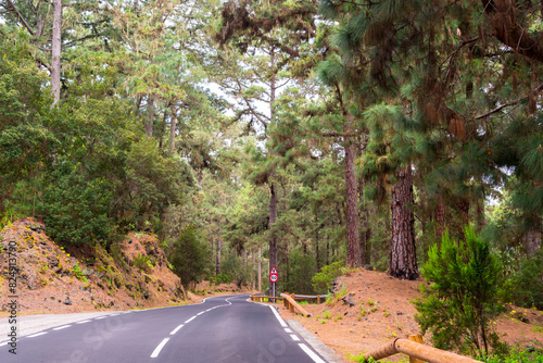 forest road on a volcanic island, Tenerife
