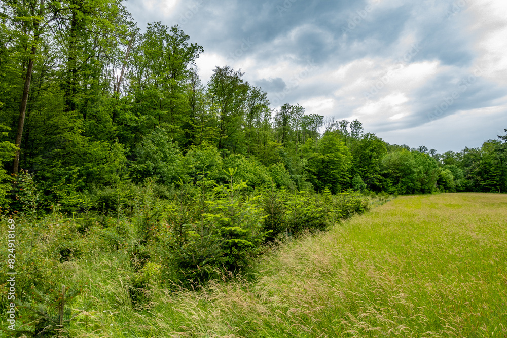 Fototapeta premium Wiederaufforstung im Mischwald