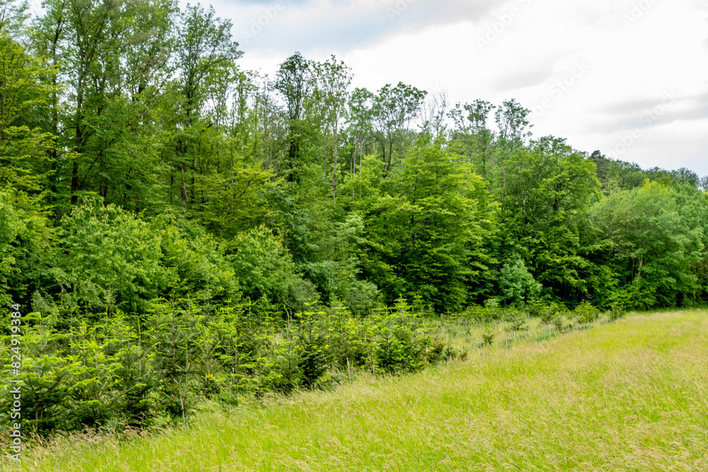 Wiederaufforstung im Mischwald Wiederaufforstung im Mischwald