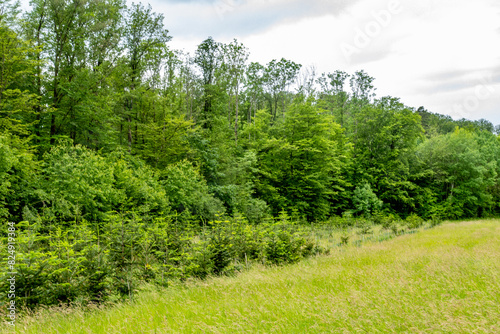 Wiederaufforstung im Mischwald