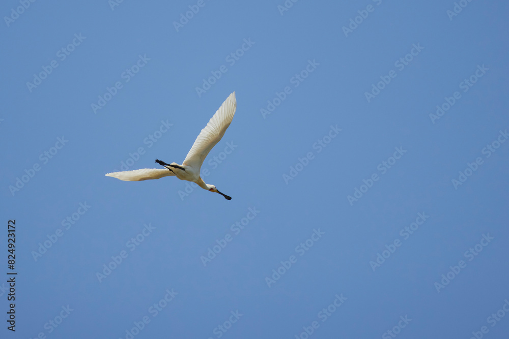 (Platalea leucorodia) in flight in the blue sky. (Platalea leucorodia) in flight in the blue sky.