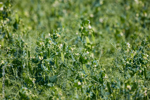 close up with a field of peas.