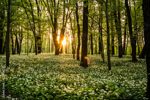 Dziko rosnący czosnek niedźwiedzi - Dąbrowa Górnicza photo