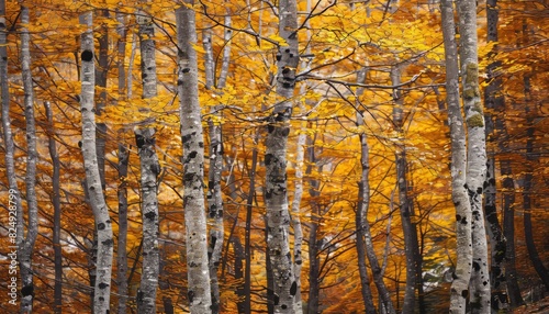 Autumn Splendor  A Glimpse into the Golden Forests of Ordesa National Park in Spain