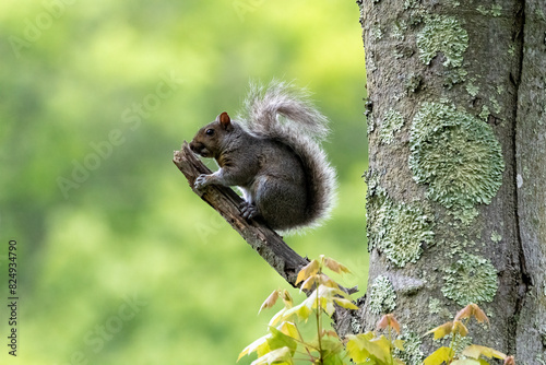 Canvas Print squirrel on a tree