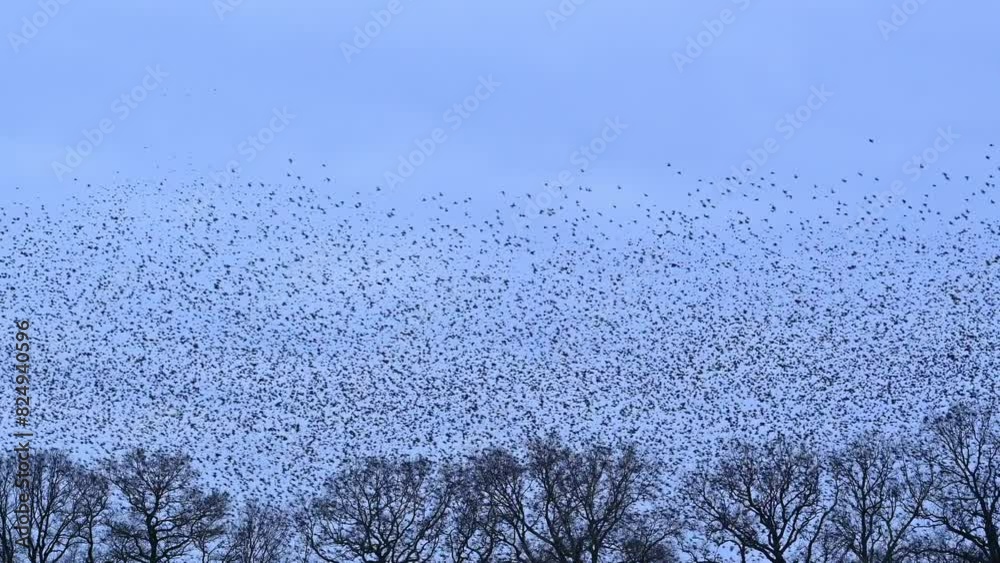 Starling birds murmuration in a clear sky during a calm sunset at the end of the day. Huge groups of starlings (Sturnidae) in the sky that move in shape-shifting clouds before the night.