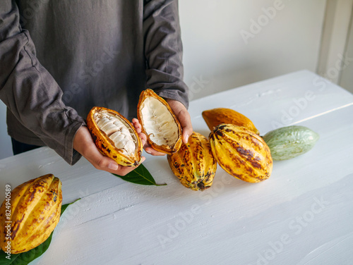 Healthy lifestyle, Cut in half fresh yellow ripe cacao pods reveals cacao beans, slide cacao fruit in the hands of teenagers photo