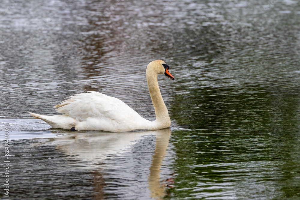 Fototapeta premium swan on the lake