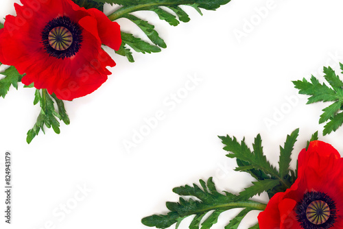 Flower red poppy and buds ( Papaver rhoeas, corn poppy, corn rose, field poppy, red weed ) on a white background with space for text. Top view, flat lay