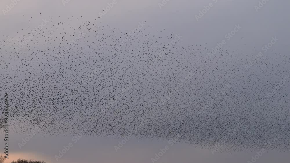 Starling birds murmuration in a clear sky during a calm sunset at the end of the day. Huge groups of starlings (Sturnidae) in the sky that move in shape-shifting clouds before the night. Starling birds murmuration in a clear sky during a calm sunset at the end of the day. Huge groups of starlings (Sturnidae) in the sky that move in shape-shifting clouds before the night.