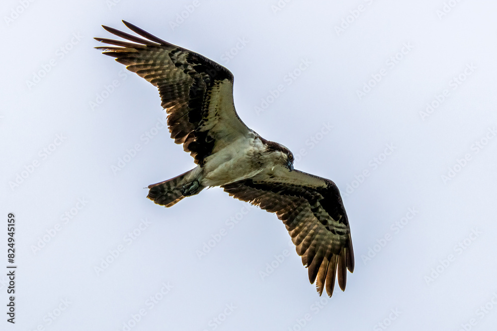 Fototapeta premium osprey